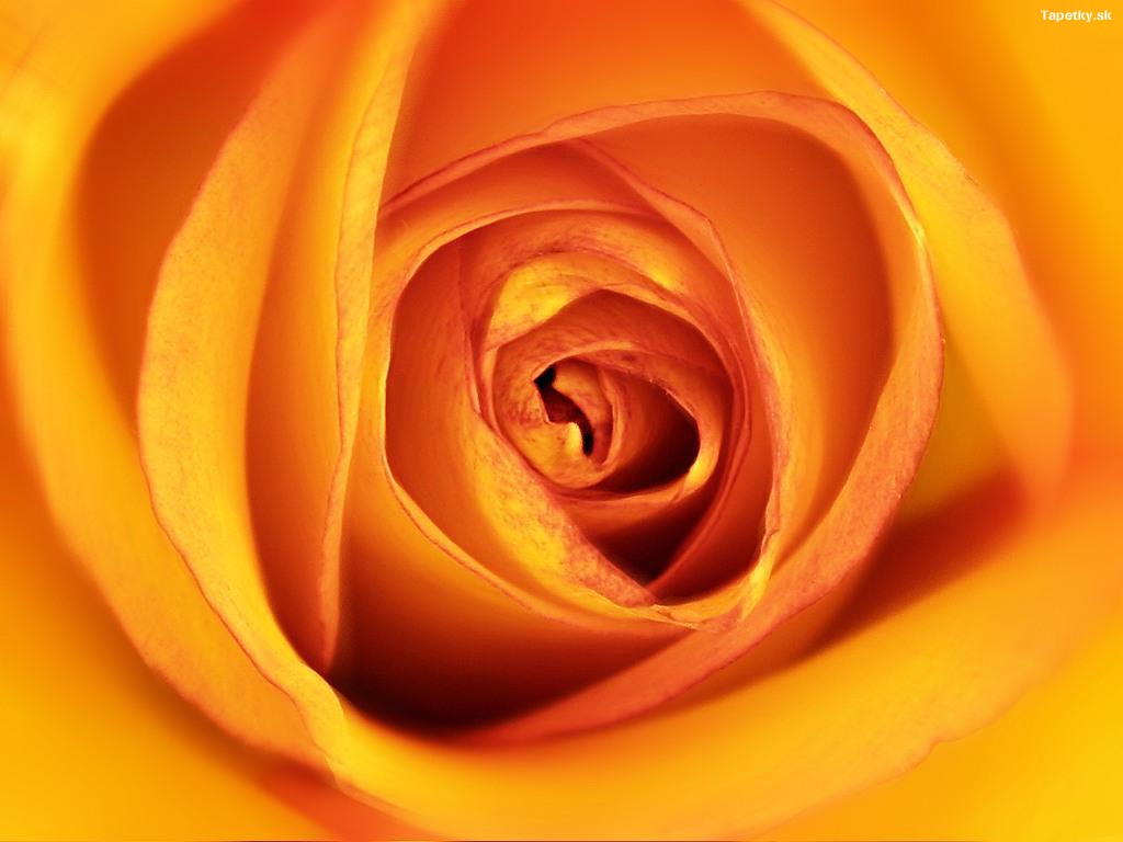 Oranžová ruža