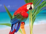 Papagáj Ara
