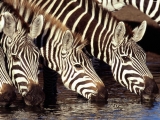Zebry pri vode