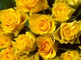 Žlté ruže